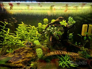 Acquario Oase StyleLine 125 Set nero + tecnica