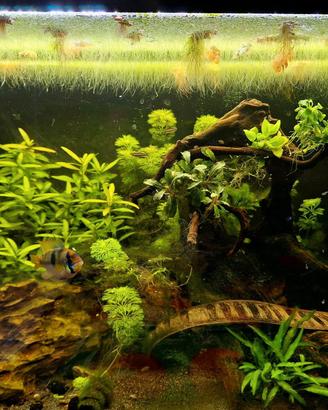 Acquario Oase StyleLine 125 Set nero + tecnica