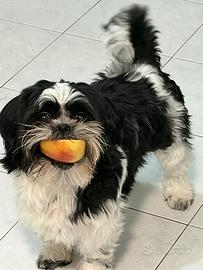 Cane della razza shih tzu