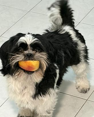 Cane della razza shih tzu