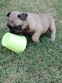 Pedigree Enci Bulldog Francese Cuccioli