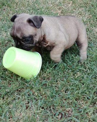 Pedigree Enci Bulldog Francese Cuccioli