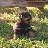 Cuccioli Rottweiler