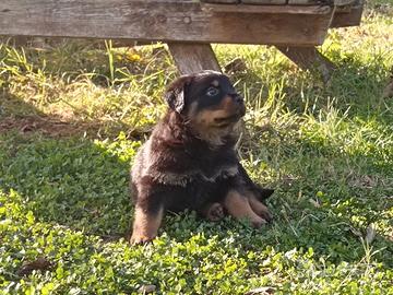 Cuccioli Rottweiler