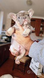 Cucciolo bulldog francese