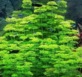 50 steli di limnophila 