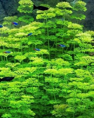50 steli di limnophila 