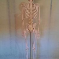 Scheletro umano anatomico JAGO NUOVO