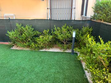 Piante di bosso