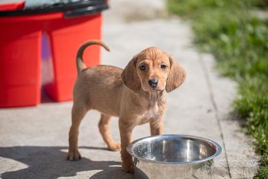 Cuccioli Segugio dell'Appennino