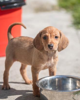 Cuccioli Segugio dell'Appennino