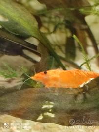Neo Caridine+acquario