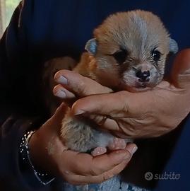 Cucciolo welsh Corgi Pembroke