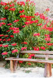 Piante di stelle di natale ad albero