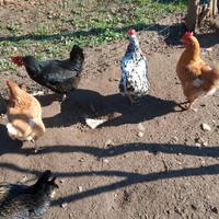 Galline e Galli millefiori