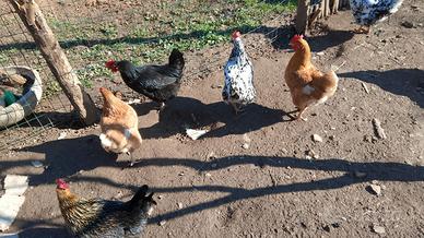 Galline e Galli millefiori