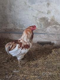 gallo araucana