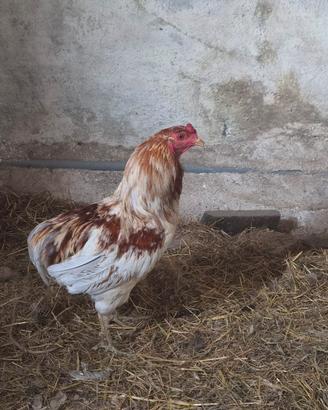 gallo araucana