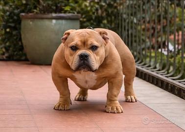 Cucciolo top bully micro