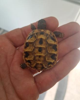 Tartarughe di terra