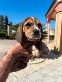 Beagle elisabeth di pura razza