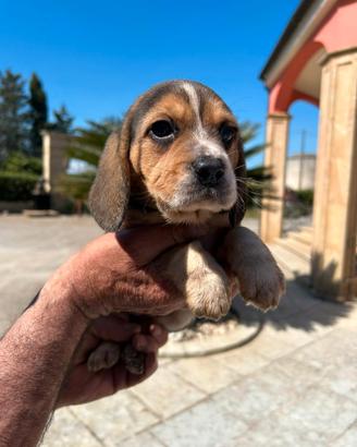 Beagle elisabeth di pura razza