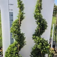 Ilex Crenata a Spirale - Vaso 30 cm