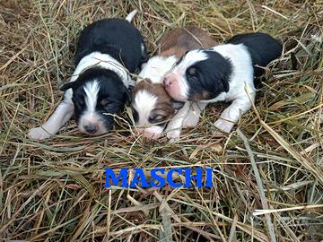 Cuccioli incrocio maremmana e pastore australiano