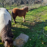 Mini pony