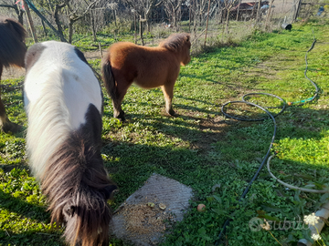 Mini pony