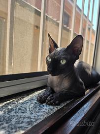 Animali gatto