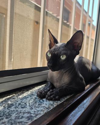 Animali gatto