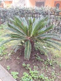 cycas