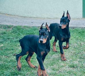 Cuccioli di dobermann