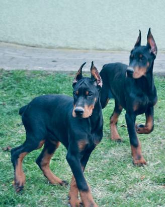 Cuccioli di dobermann