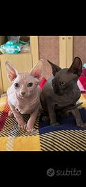 Sphynx 6 mesi