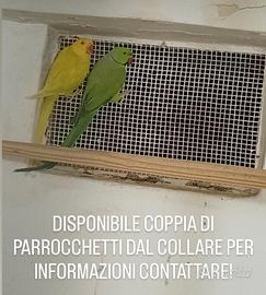 Coppia di parrocchetti dal collare