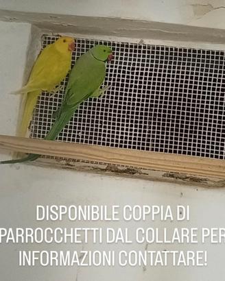 Coppia di parrocchetti dal collare