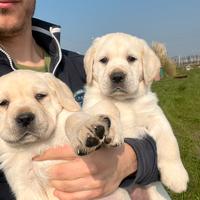 Cuccioli labrador