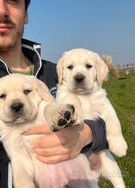 Cuccioli labrador
