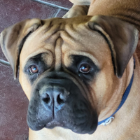 Bullmastiff