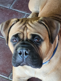 Bullmastiff