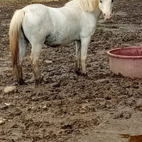 Pony welsh