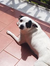 Cane chihuahua pincher