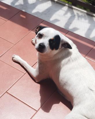 Cane chihuahua pincher
