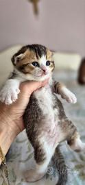 British shorthair