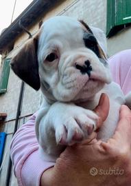 Cucciolo boxer bianco pezzato