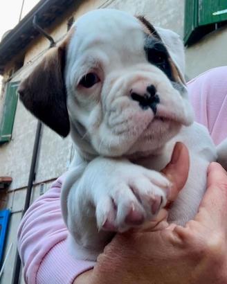 Cucciolo boxer bianco pezzato