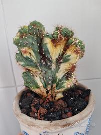 Cereus peruvianus f. mostruosa crestata variegata