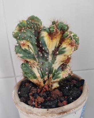 Cereus peruvianus f. mostruosa crestata variegata